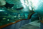 EUROPE : SPAIN : Basque Country (Pais Vasco)
San Sebastian (Donostia)
the aquarium, interior