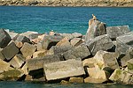 EUROPE : SPAIN : Basque Country (Pais Vasco)
San Sebastian (Donostia)
rocks between Urumea river and playa de la Zurriola