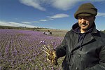 View Feature : Saffron Production